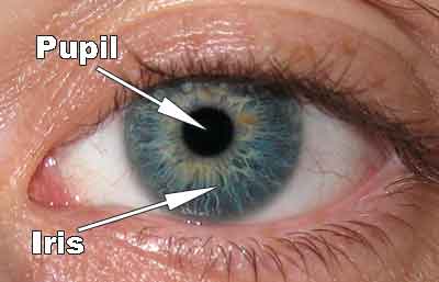 pupil-iris.jpg